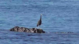 岩礁のクロサギ　Pacific Reef Heron