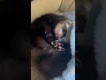 【フェレット】のベロ出し睡眠👅💤 ダウくん ferret shorts