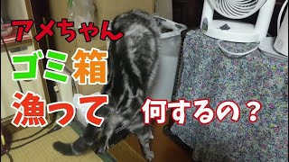 【アメ】ごみ箱を漁る猫！アメちゃん紙くずでひとり遊び？ボロボロの座椅子にも注目！【うなぎ生後１０ヶ月】A cat playing with scraps of paper 成長記録#90