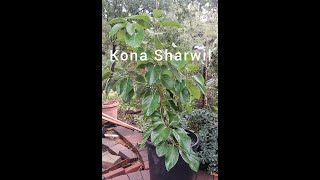 Transplanting my beautiful Kona Sharwil Avocado Tree from a 15 Gallon Container to the Ground.