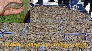 prawns cultivation / రొయ్యల చెరువు #prawns  #repalle