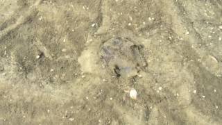 Juvenile Horseshoe Crab in a Tidal Pool