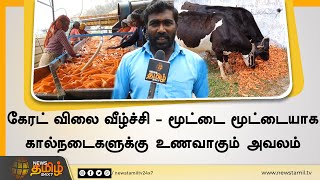 கேரட் விலை வீழ்ச்சி - மூட்டை மூட்டையாக கால்நடைகளுக்கு உணவாகும் அவலம்