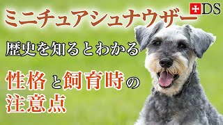 【ミニチュアシュナウザー　飼い方 しつけ方】歴史を知るとわかるミニチュアシュナウザーの性格と飼育時の注意点