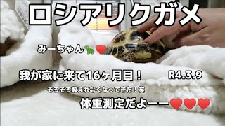 ロシアリクガメ:みーちゃん🐢我が家に来て16ヶ月目！体重測定だよー♥そしてついにコメダ珈琲へ☕