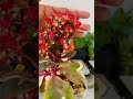 Variegated Kalanchoe Blooming