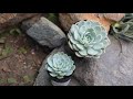 chill out with echeveria arctic ice us pp29 584