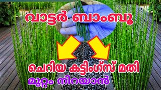 Water Bamboo malayalam | Horsetail plant care | water Bamboo propagation