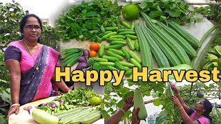 ఇవాళ కోసిన కూరగాయలు చూద్దాం|| Harvest in terrace garden|| Organic harvest|| Organic vegetables||