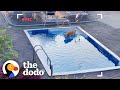 Golden Retriever Caught On Camera Sneaking Into Neighbor's Pool | The Dodo