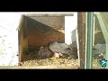 breakfast at the peregrine falcon nest on a 15th floor ledge of rachel carson building in harrisburg