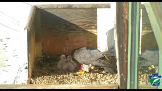 Breakfast at the peregrine falcon nest on a 15th-floor ledge of Rachel Carson Building in Harrisburg