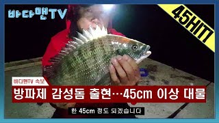 [바다맨]통영\u0026거제사이 #지도 #방파제낚시 #감성돔낚시 #감성돔조황#감시 45cm