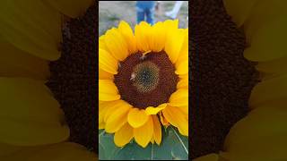 #nature #sunflower #ytshorts #subhanallah