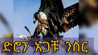 የድሮን አጋቹ ንስር ድራማ በኬንያ ሰማይ