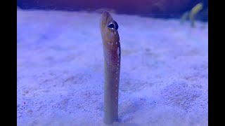 ホワイトスポッテドガーデンイール、ホワイトスポッテッドガーデンイール　Whitespotted garden eel　Gorgasia maculata