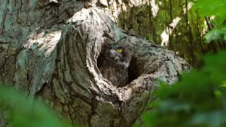 [4K]アオバズクの雛　OWL