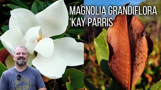 Magnolia grandiflora ‘Kay Parris’ - Incredibly Fragrant Flowers