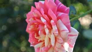 癒しの秋薔薇～花菜ガーデン2013.10.27~