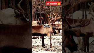 Top 10 Fun Facts About Reindeer!🤩🤩#facts#animals