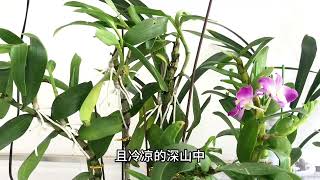 如何让石斛兰长高芽？主要有两点技巧，石斛兰养护方法和注意事项