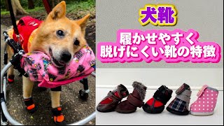 犬靴【履かせやすく脱げにくいブーツ】寝たきりのルーさんにとって履かせやすく、ナックリングが酷いルーさんでも脱げにくいブーツの特徴についてまとめました＃車イス犬＃保護犬＃老犬介護＃老犬の可愛さ