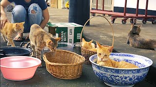 為了賺罐罐錢，只好和貓咪一起做街頭藝人。Me and cats trying to make ends meet by pulling a street show.