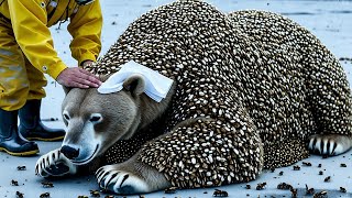 Rescuing a Massive Kangaroo Covered in Stone-like Honeycomb Holes | Incredible Arctic Animal Rescue