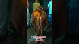 தனுர் மாதம் பத்தாம் நாள் விஸ்வரூபம்.   கோ சம்ரக்ஷனம்