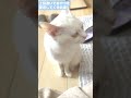 🐈‍⬛おねだり上手白猫 悶絶