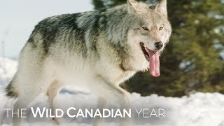Wolves Hunt Caribou In Quebec’s Northern Forest | Wild Canadian Year
