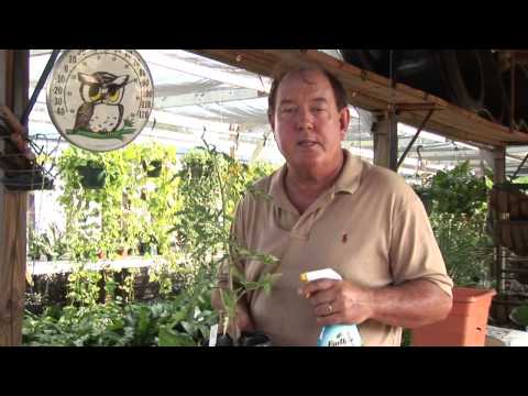 What is the best natural pesticide for tomato plants?