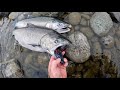 Fish ID Lesson: Chinook vs. Coho