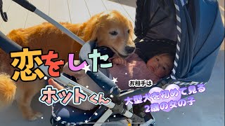 【ホットの初恋】初めて大型犬を見る二歳の女の子にアプローチが凄いホットくん