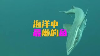 海洋中最懒的鱼