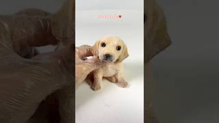 Cute beige labrador pup#squishy #puppy #labrador #cute #kawaiiaesthetic