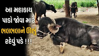 ગુજરાતનું ગ્રામ્ય જીવન - GUJARATI VILLAGE LIFE | AZAD GOHIL VLOG - AZAD PANCHHI VLOG | VILLAGE |