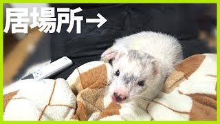 フェレットに居場所を奪われて、飼い主の居場所がなくなる - ferret lab #285