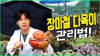 다육이 장마시기 태풍시기에는 관리를 어떻게 해주어야할까?? - 다육이 키우기 장마철 관리법!