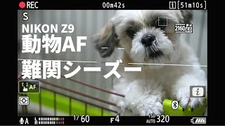 ニコンZ9の被写体検出 動物AFで最難関シーズーはこんな感じ