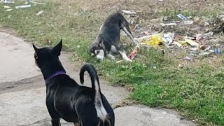 మాక్స్ నీ చూసి husky గాడి ఆనందం, మాక్స్ పారిపోయాడు husky గాడి దెబ్బకు 😂😂😜💞❤️🐕❤️🐕❤️