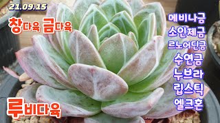 루비다육2탄/창다육/ 금다육/메비나금.소인제금.당인금.기천금.수연금/ 택배 010 5895 1110(Korean succulent plants)