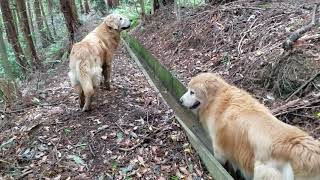 山登りで汚れて用水路を清掃？ゴールデンレトリバーを清掃？