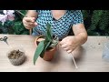 como plantar orquÍdea phalaenopsis em vaso de barro dicas de cultivo para perÍodo de calor