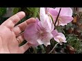 como plantar orquÍdea phalaenopsis em vaso de barro dicas de cultivo para perÍodo de calor