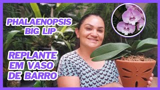 COMO PLANTAR ORQUÍDEA PHALAENOPSIS EM VASO DE BARRO - DICAS DE CULTIVO PARA PERÍODO DE CALOR!