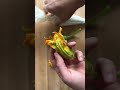 Stuffed squash flowers!! Full vid on my site