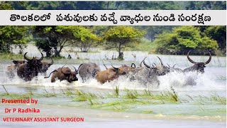 తొలకరిలో వ్యాధుల నుండి సంరక్షణ || డాII రాధిక, వెటర్నరీ అసిస్టెంట్ సర్జన్, వి.డి, నిమ్మకూరు