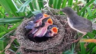 Both bar-winged prinia The three birds are very hungry