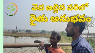 Vedha jalle padhathilo vari sagu || వెద జల్లే పద్ధతిలో వరీ సాగు రైతు యొక్క అనుభవం New 2023, #paddy